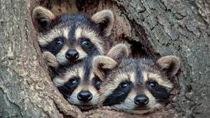 Hands holding three baby raccoons