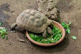 Tortoise eating vegetation